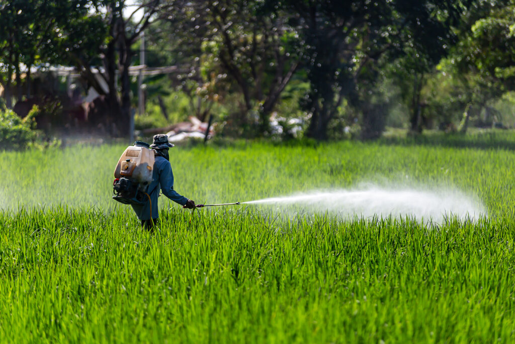 Farmers are spraying chemicals in rice fields. By Prayong